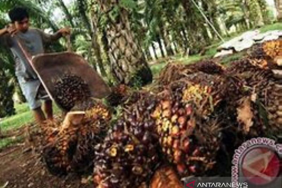 Harga sawit Riau capai tertinggi dalam sejarah