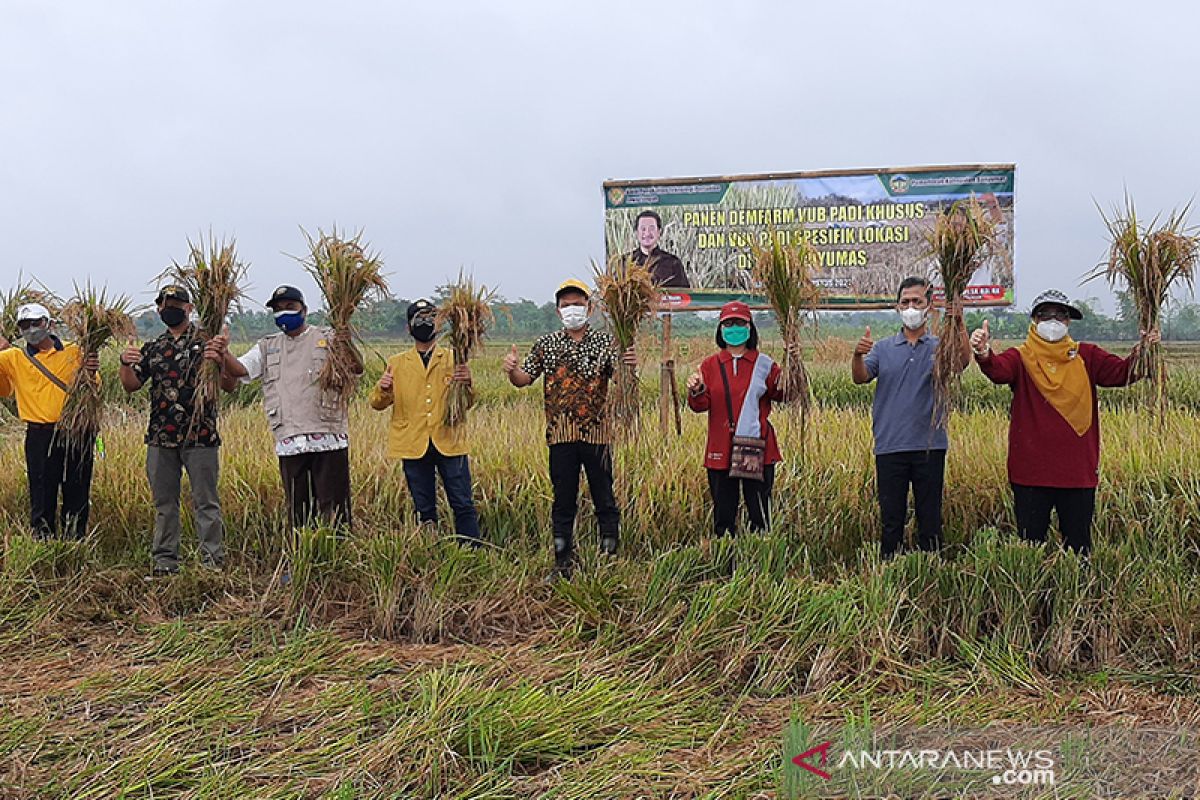 Petani Banyumas tertarik varietas padi Balitbangtan  Kementan