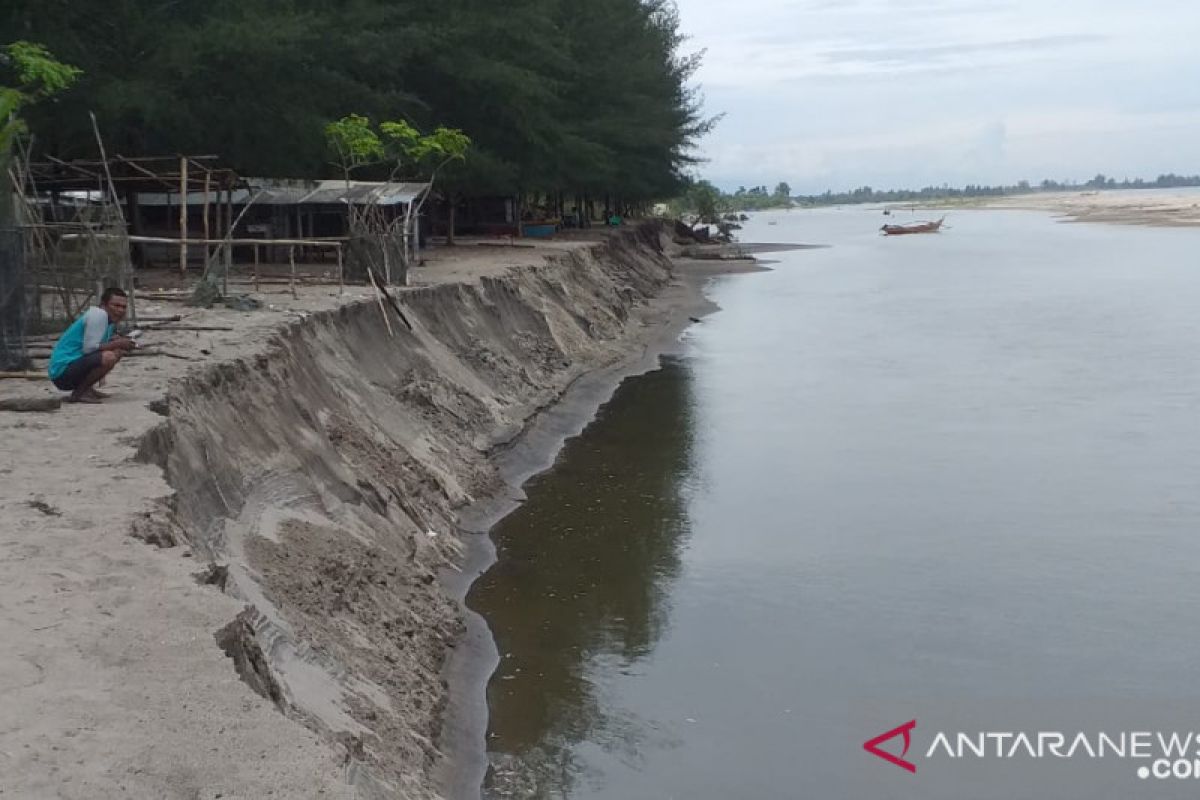 Sudah sejauh ini, Pantai Sasak di Kampung Muaro Pangguang Kiambia Ampek terkikis abrasi