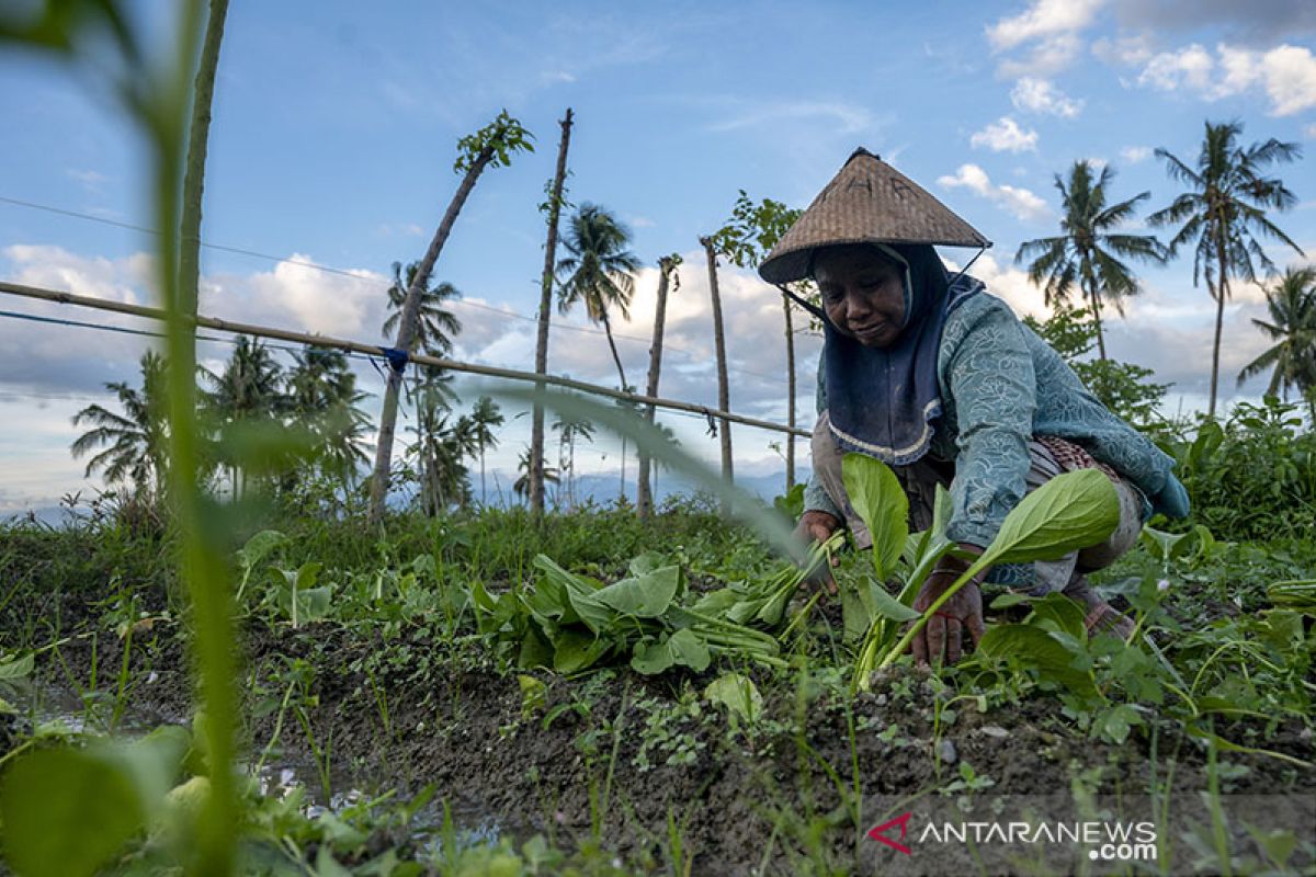 Nilai Tukar Petani Juli 2021 Turun Tipis