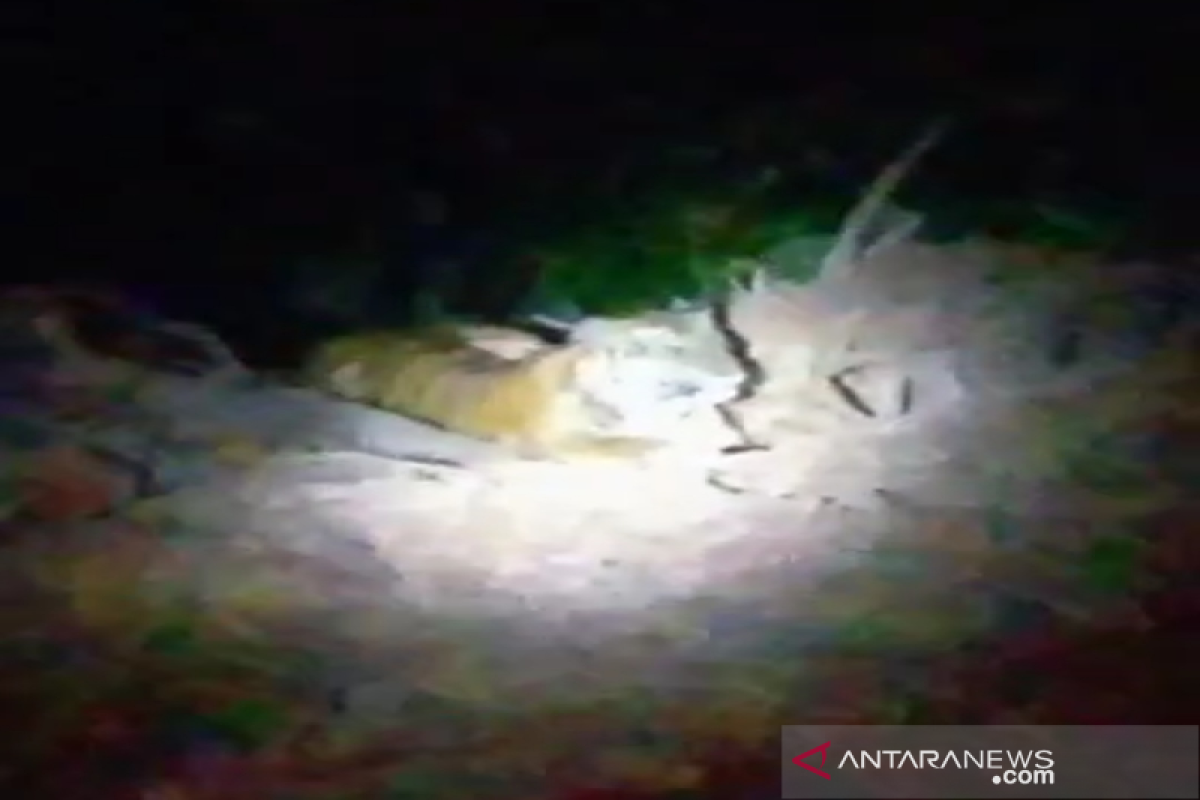 Harimau sumatra terekam kamera warga di lintasan jalan Bener Meriah Aceh
