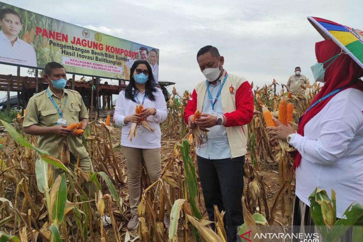 Dua lokasi di Kukar dijadikan pengembangan bibit varietas jagung Lamuru