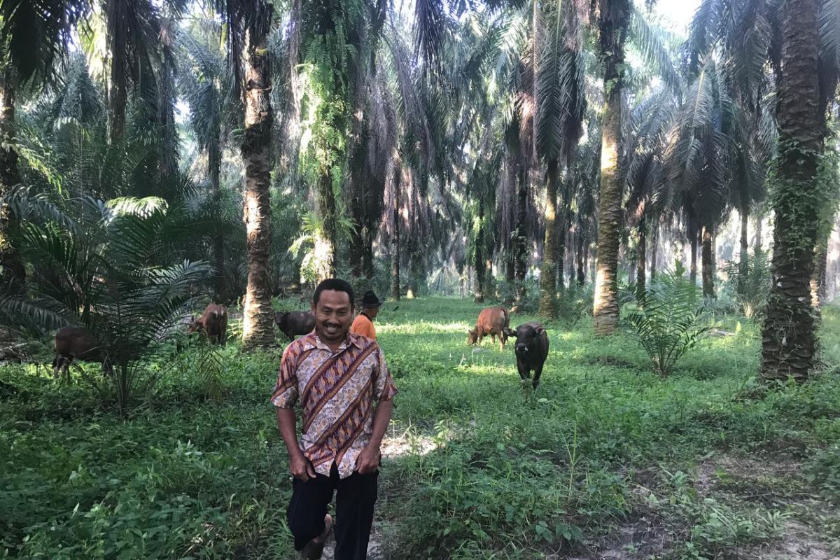 Bisnis sapi petani mitra PTPN V panen ratusan juta