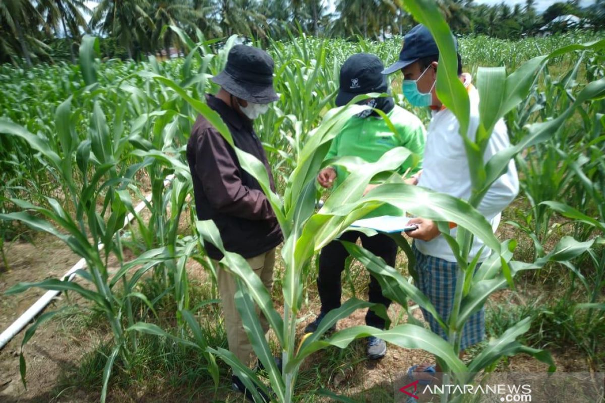 BPTP Gorontalo lakukan diseminasi varietas tanaman sorgum