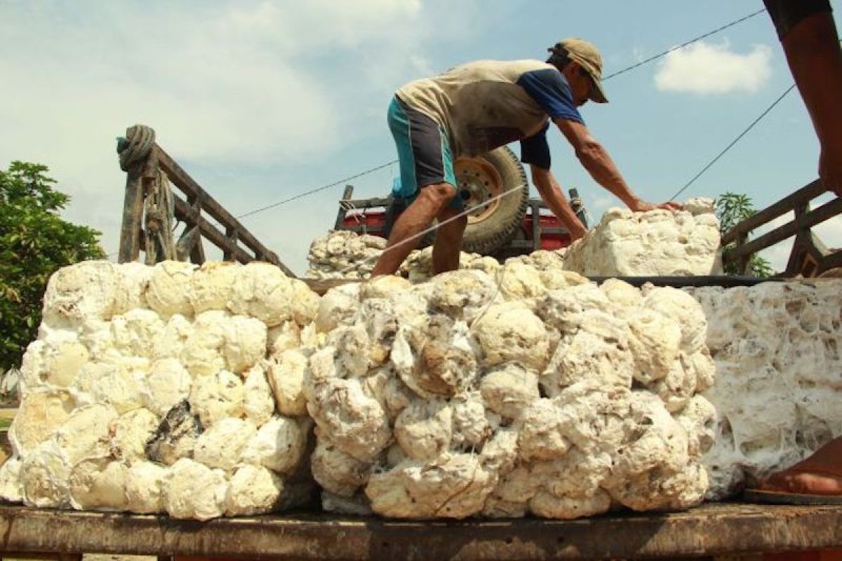 Peneliti: Kelembagaan petani karet harus diperkuat