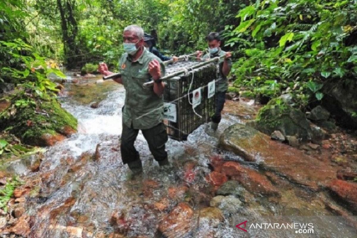 BKSDA Jambi lepasliarkan 37 ekor satwa dilindungi sepanjang Januari-Juli 2021