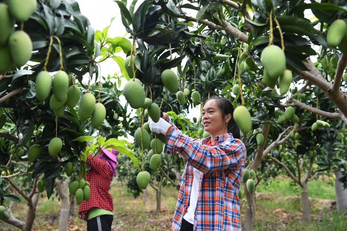 Industri buah dan sayur gaungkan "Satu Merah Satu Hijau"