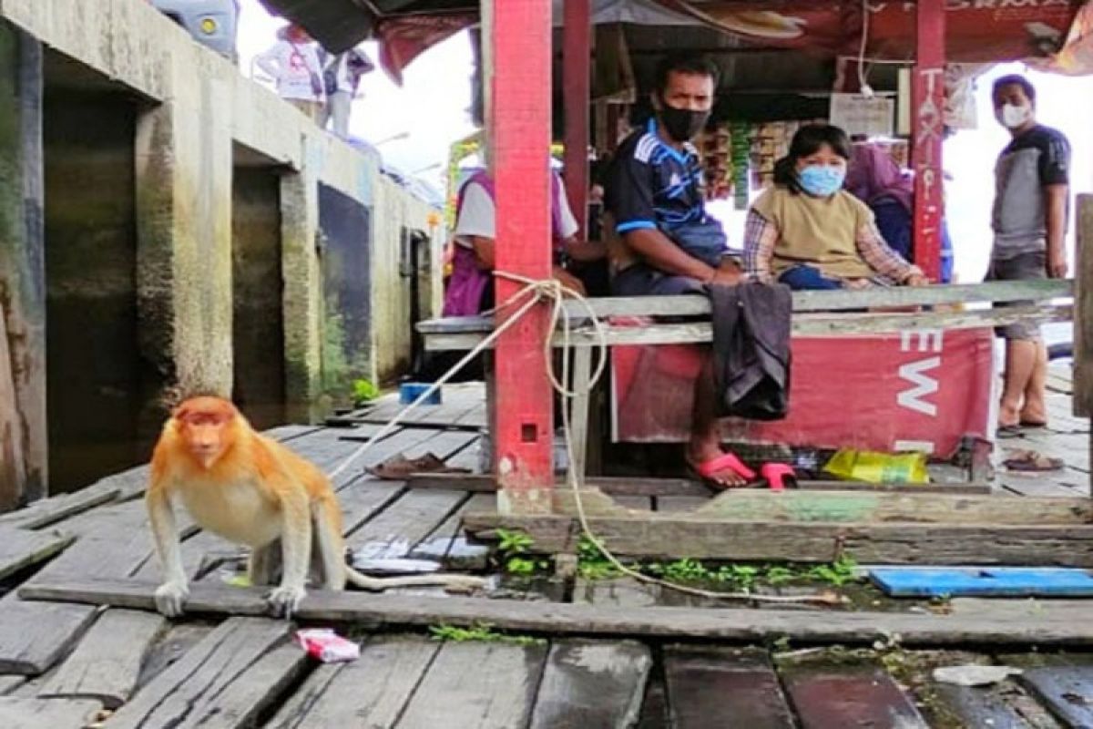 Populasi bekantan di Kotawaringin Timur mulai terancam