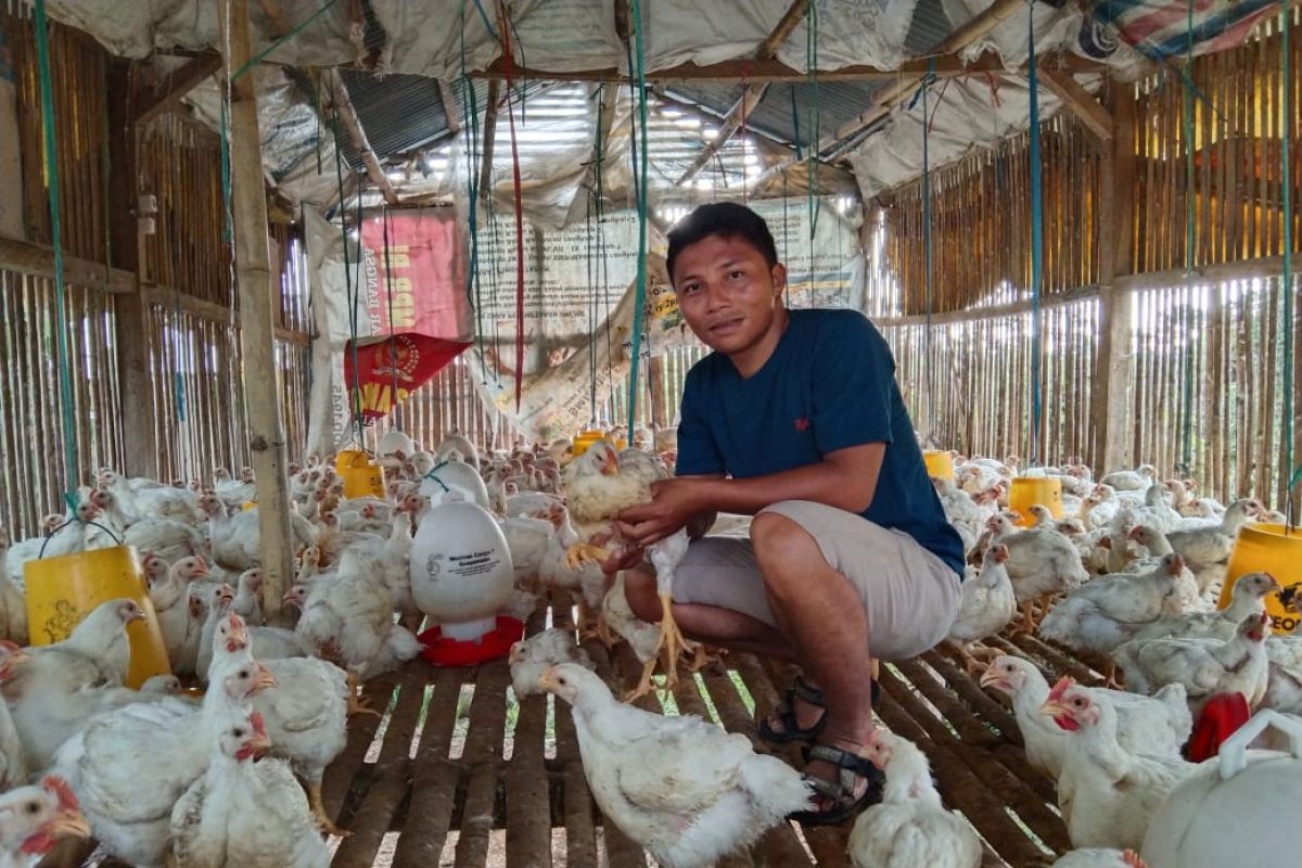 Peternak ayam di Labuan Bajo keluhkan daya beli menurun saat PPKM