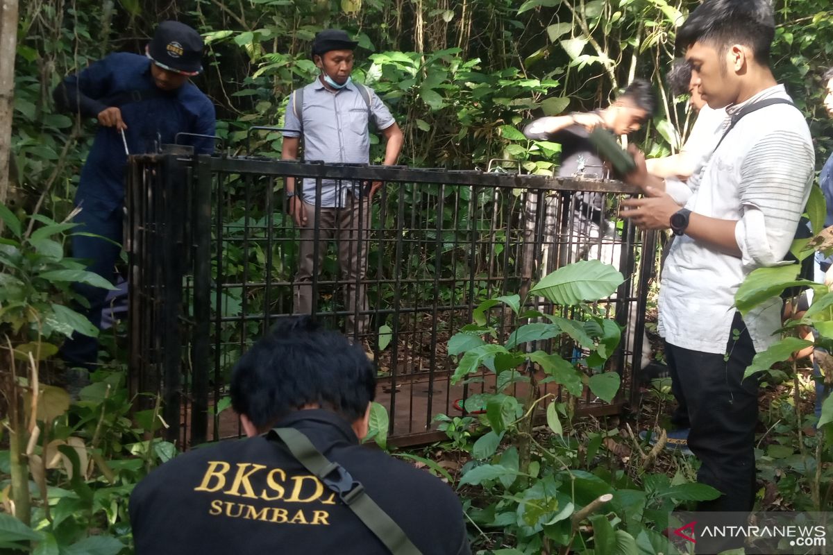 ini dilakukan KSDA Agam untuk evakuasi beruang madu di kebun durian warga