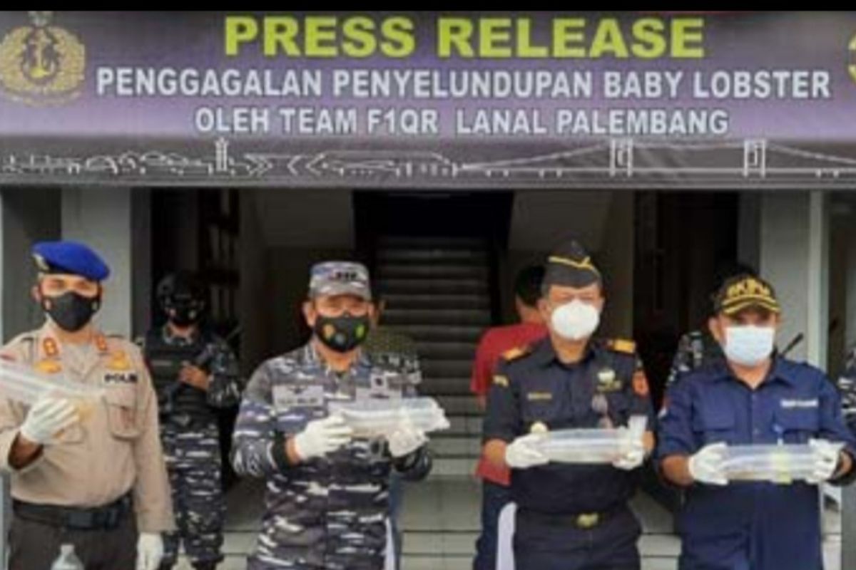 Lanal Palembang gagalkan penyelundupan 55.032 benih lobster senilai Rp8 miliar