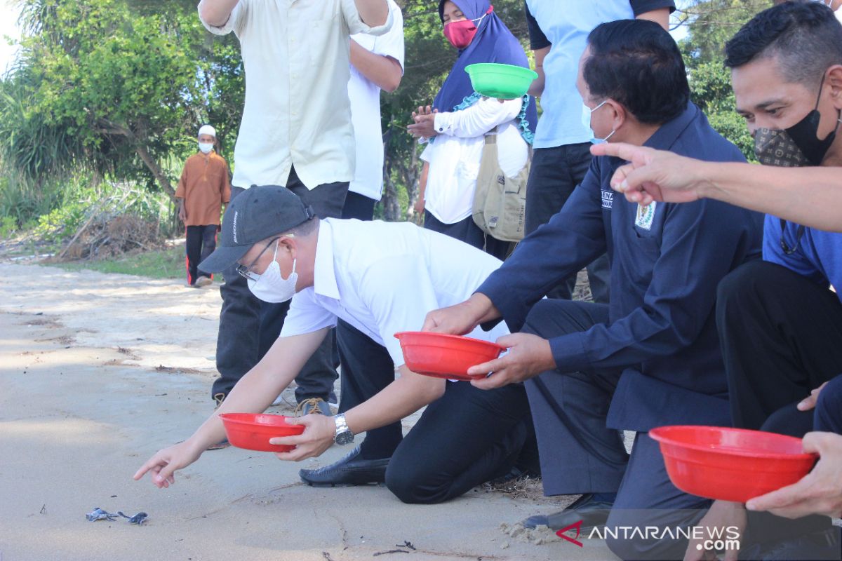 Pemkab Bangka Tengah kembangkan wisata edukasi penyu hijau