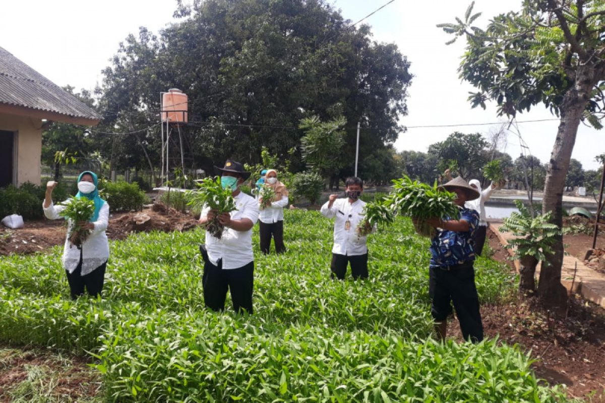 Sudin KPKP Jaktim panen kangkung 100 kg dari hasil "urban farming"