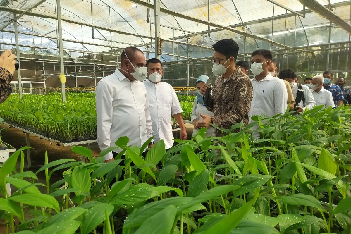 Gubsu nyatakan siap dukung pembibitan pisang di Asahan