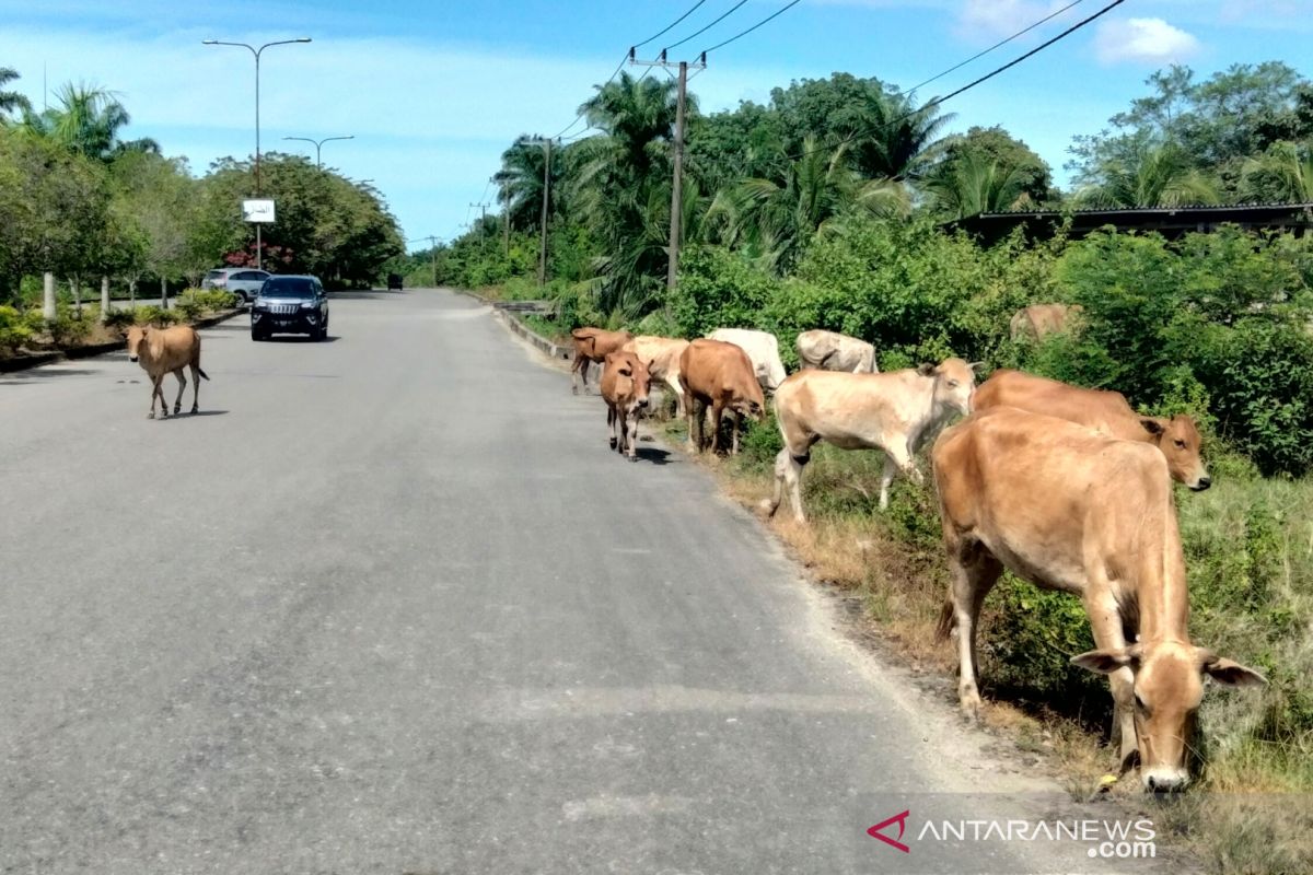 Ternak sapi masih jadi ancaman di Jalan Utama Kompleks Perkantoran Nagan Raya