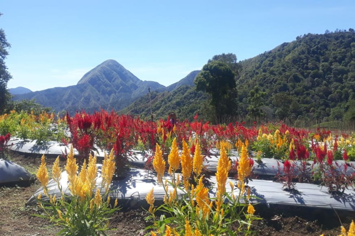 Pesona destinasi "Wisatani Garden" di kaki Gunung Rinjani