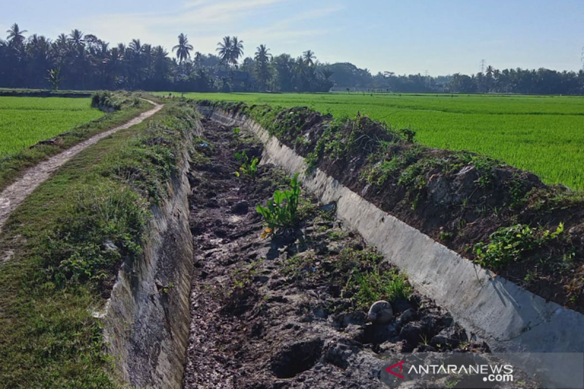 Irigasi jebol, petani Aceh Utara gunakan air hujan airi sawah