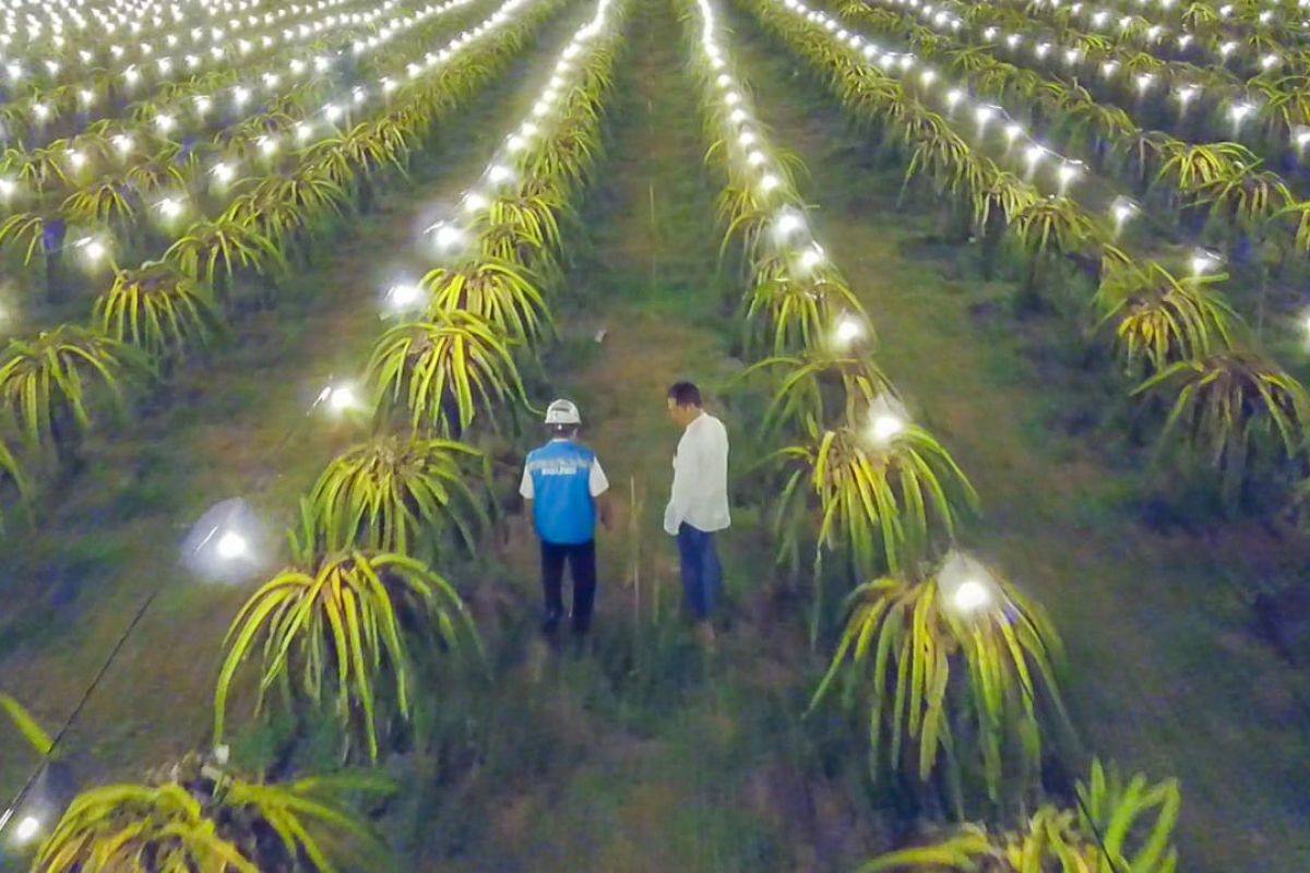 Electrifying Agriculture buah naga merambah Mojokerto