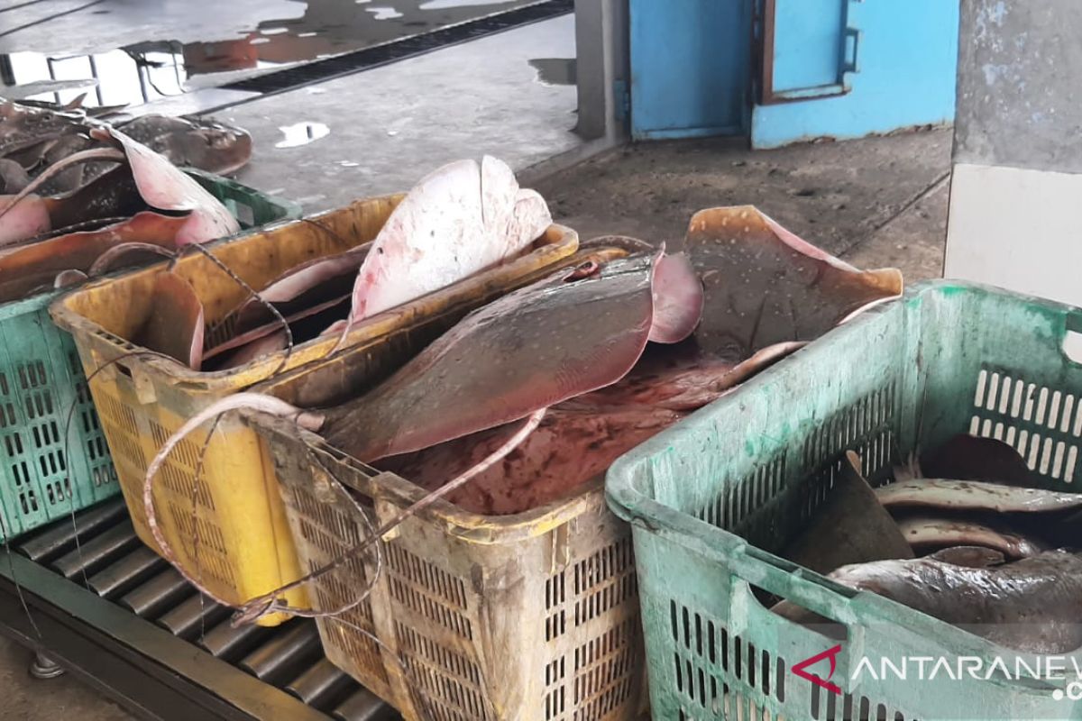Ikan hasil tangkapan nelayan di PPN Sungailiat capai 391 ton