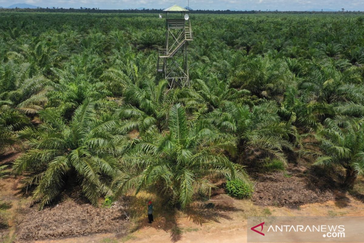 Palm and rubber commodities remain mainstay for West Kalimantan
