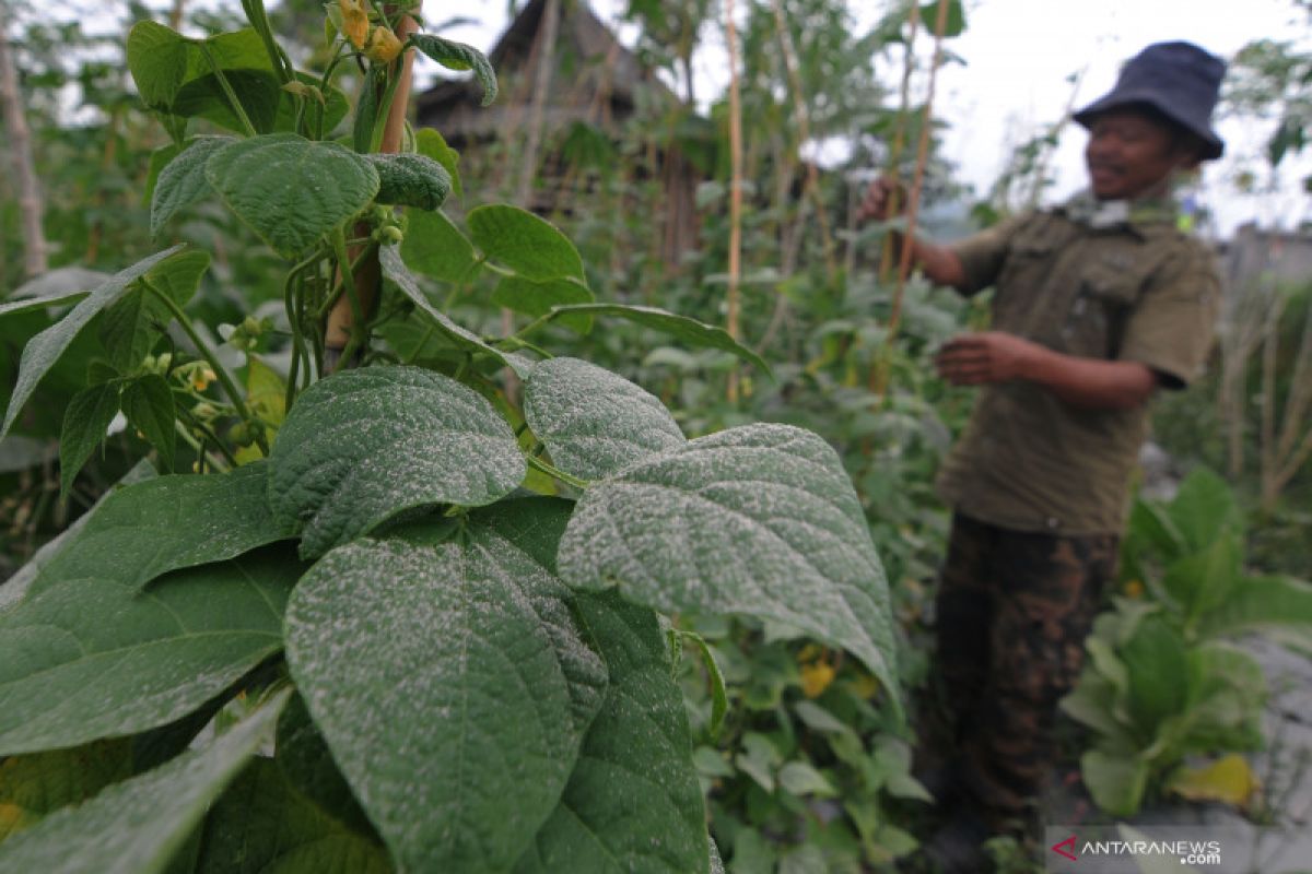 Kemarin 23,7 juta warga sudah divaksinasi, hujan abu meliputi Merapi