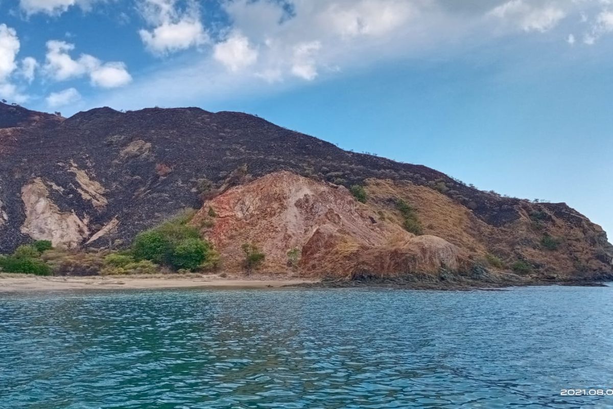 BTNK pastikan sebutkan tak ada komodo di lokasi sabana yang terbakar