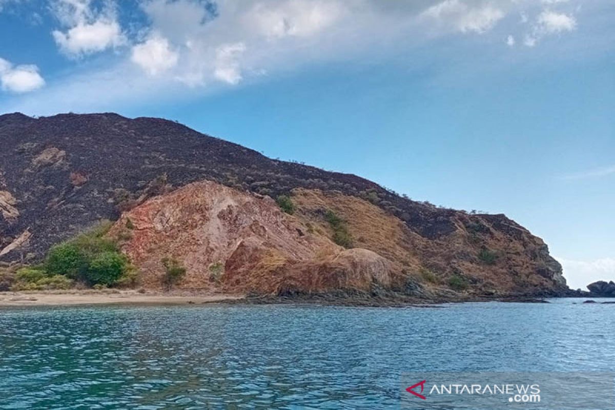 BTNK pastikan tidak ada komodo di lokasi sabana yang terbakar