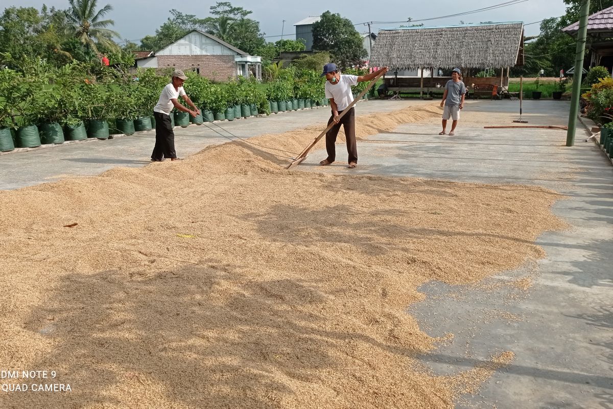 Harga gabah kering  di Lebak turun menjadi Rp4. 000/kg