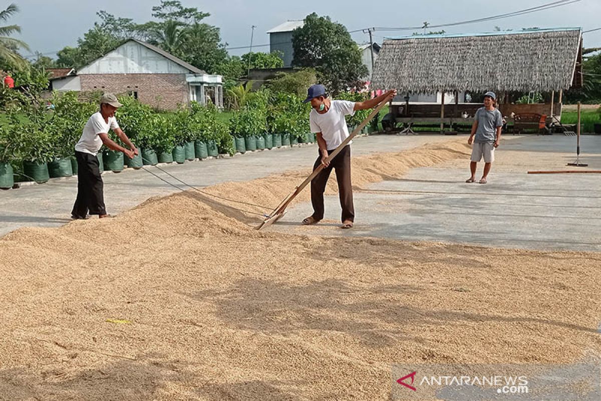 Petani Lebak keluhkan harga gabah turun, hanya Rp4. 000/kg