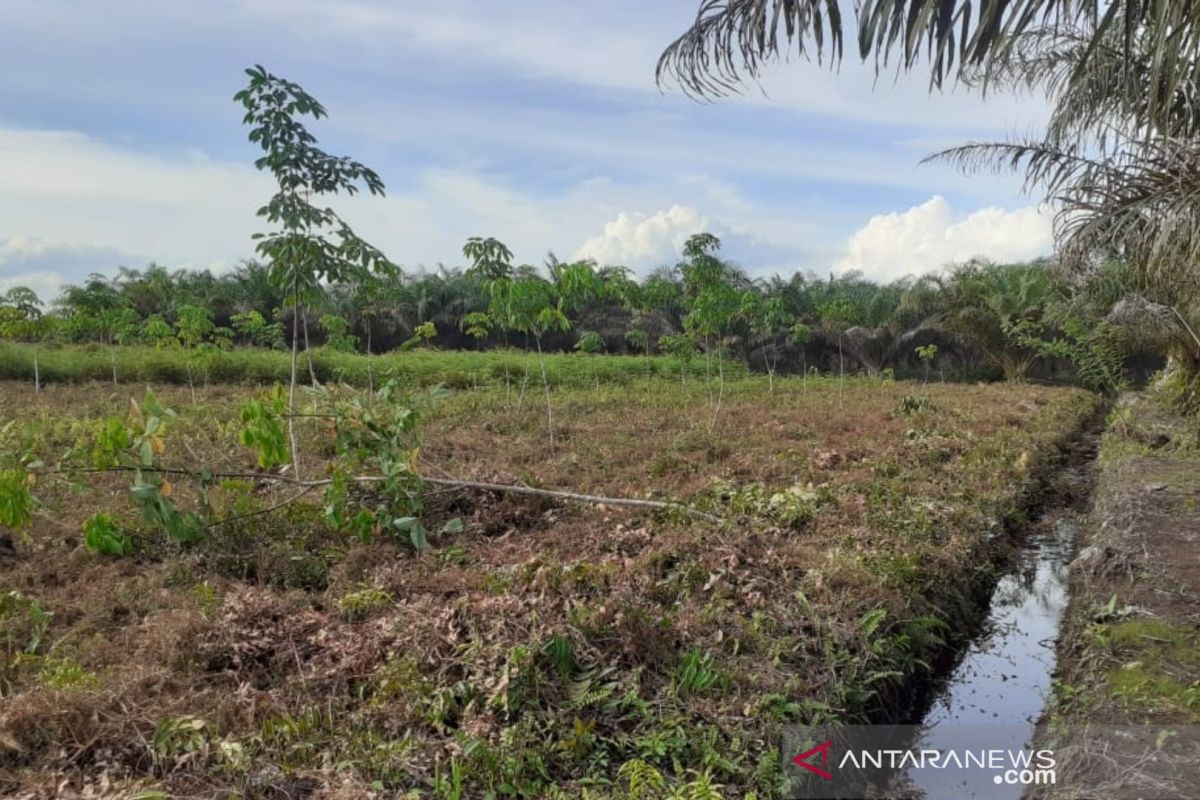 Pengrusakan kebun resahkan pemilik lahan di Aceh Barat