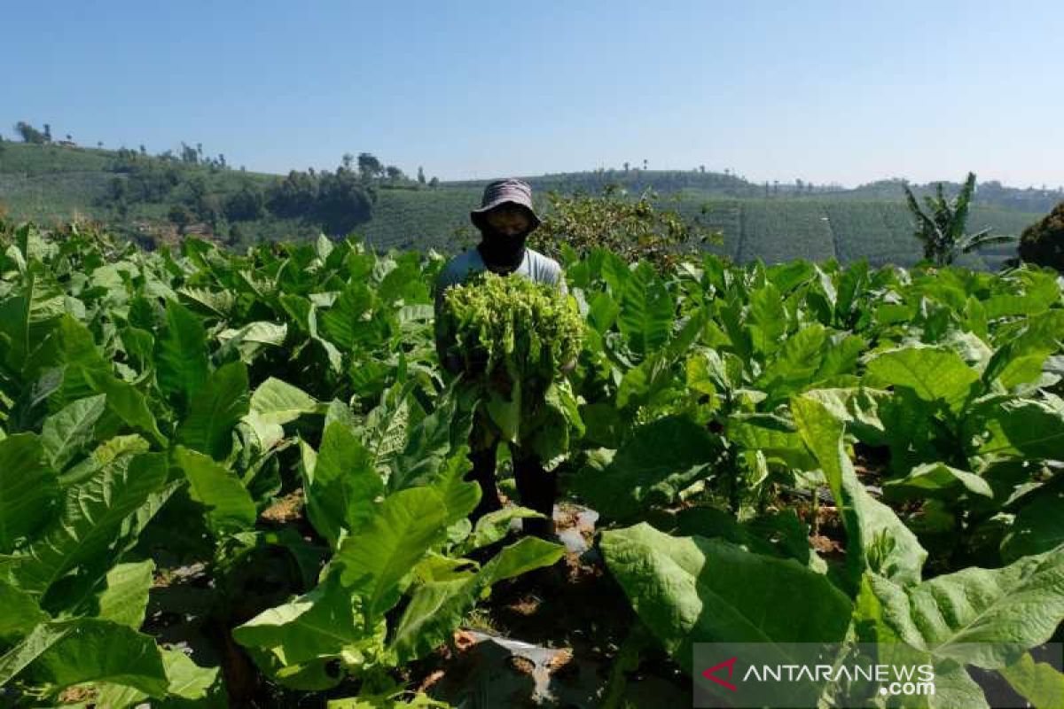 18.519 hektare tanaman tembakau di Temanggung siap  panen