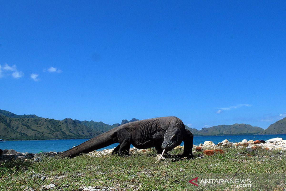 Daftar Merah IUCN: Tuna membaik, komodo genting