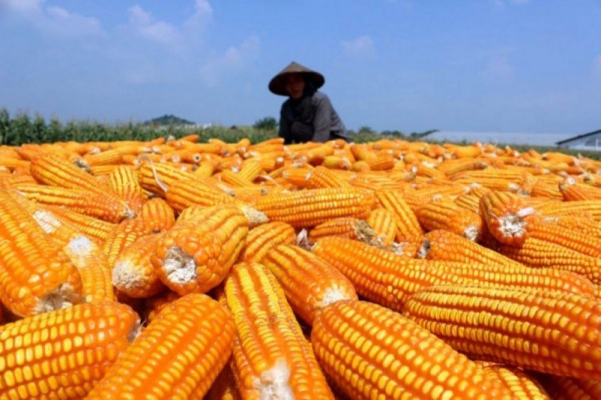 Dinas Pertanian OKU salurkan bantuan 375 kilogram bibit jagung