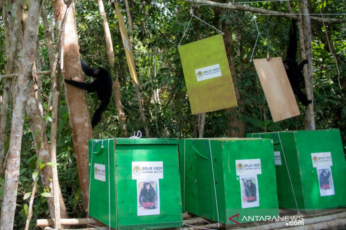 BKSDA Sumatera Selatan lepasliarkan tiga  ekor owa siamang