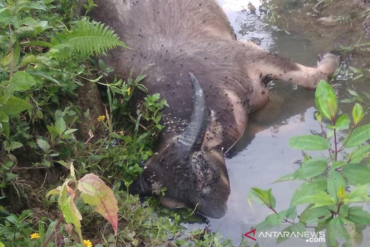 Belasan kerbau mati mendadak di Pulau Simeulue