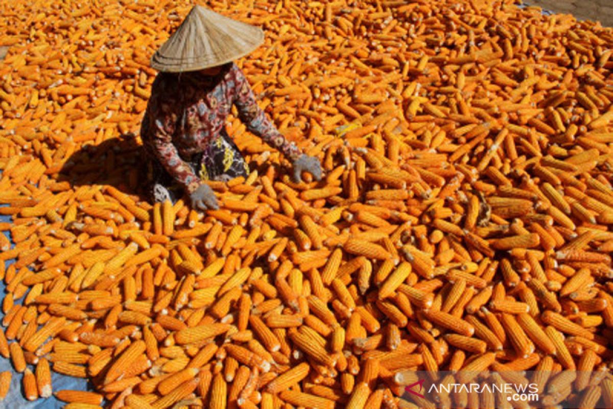 Harga jagung naik