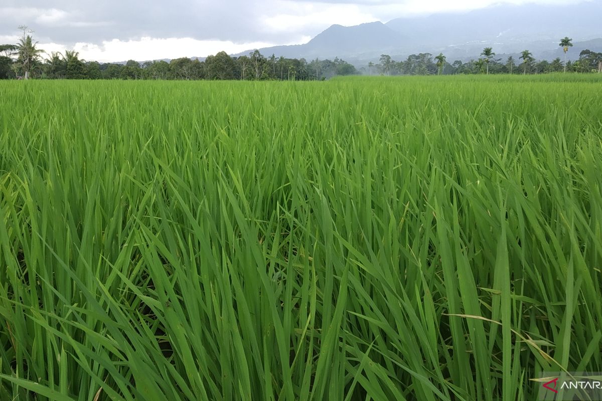 Pemkab Tanah Datar terima asuransi usaha tanaman padi untuk 1.000 hektare dari Kementan RI