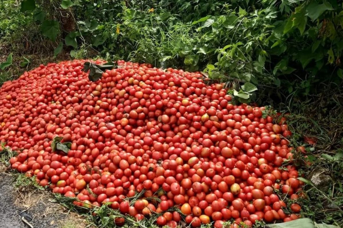 Sempat dibuang karena harga anjlok,harga tomat di Bener Meriah stabil