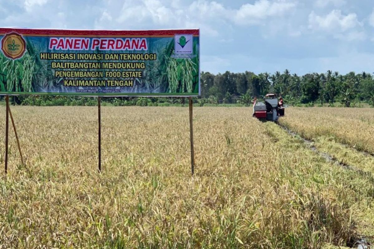 Panen hilirisasi inovasi teknologi padi rawa dukung food estate di Kalteng