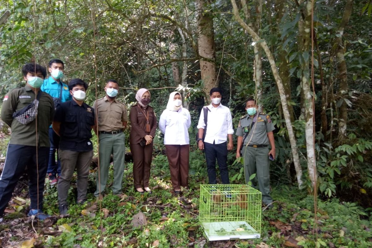 Dua ekor kukang akhirnya hidup bebas di cagar alam Maninjau