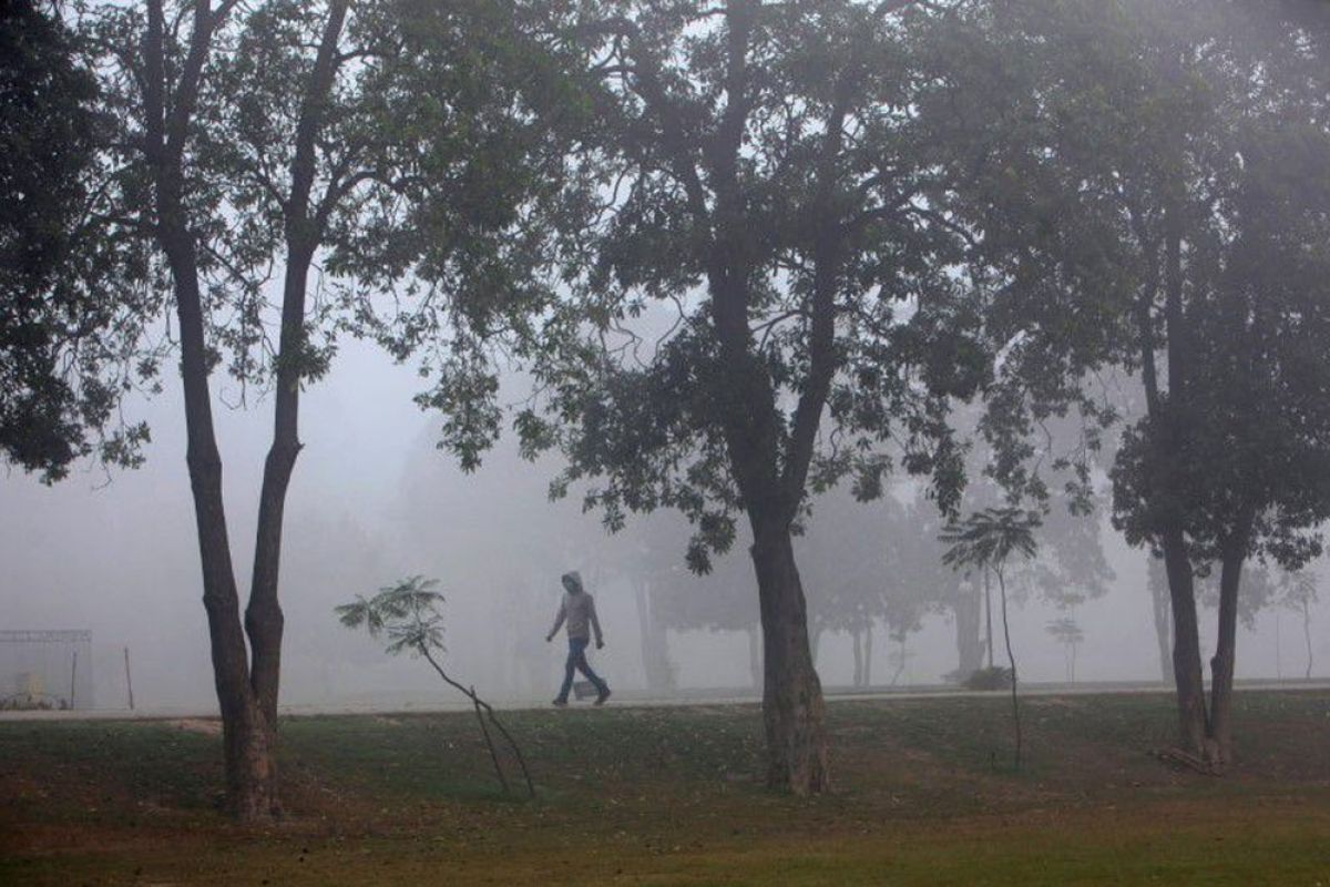 Pakistan akan bersihkan udara kota dengan 10 miliar pohon