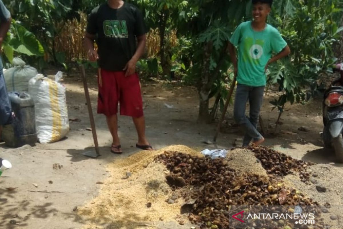 Petani Tantom Angkola mulai giat gunakan pupuk kompos