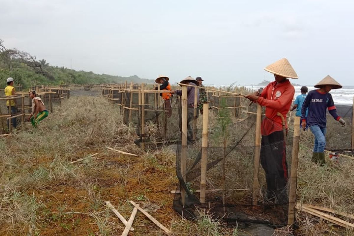 Marine Ministry plants mangroves for tsunami disaster mitigation