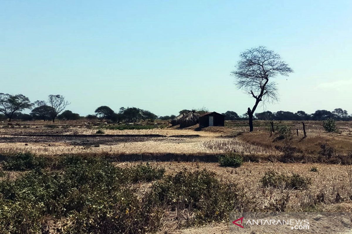 11 daerah di NTT rawan mengalami kebakaran hutan-lahan