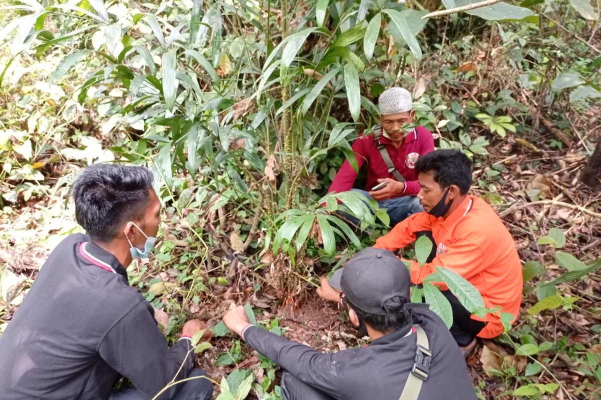 Pemuda SAD di Tebo Jambi budidaya dan lestarikan tanaman 