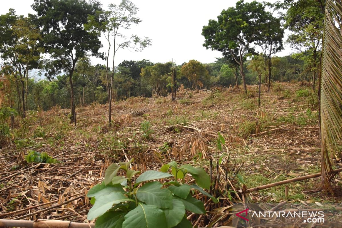 Perhutani: Penebangan pohon bambu di kawasan hutan Purwakarta ilegal