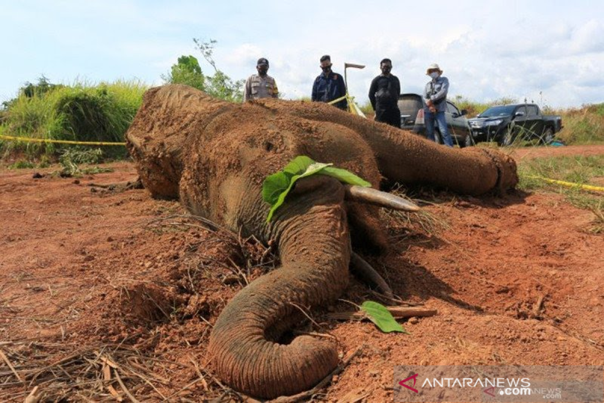 46 gajah mati di Aceh dalam kurun waktu tujuh tahun