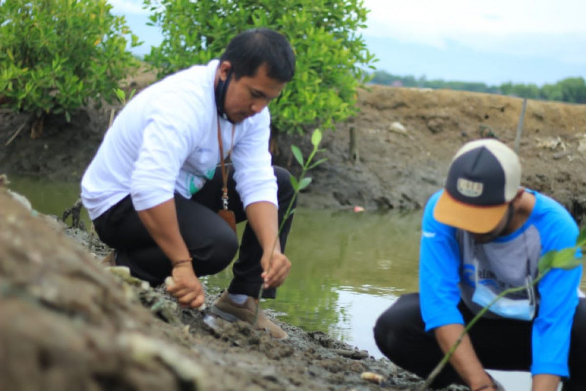 Peduli lingkungan, PLN tanam 1.000 mangrove di Alue Buya Pasie
