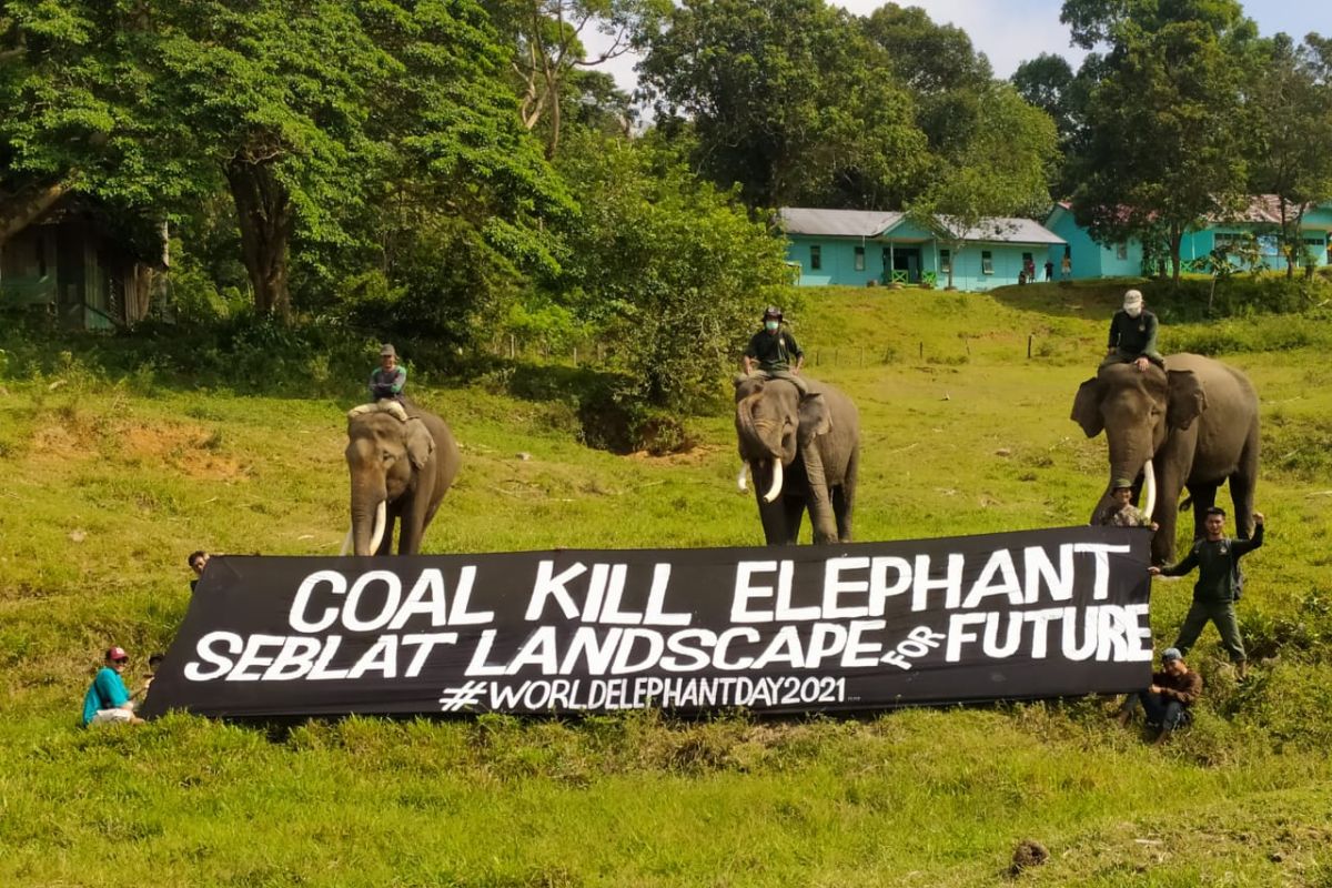 Konsorsium: Tambang batu bara ancam habitat gajah Sumatera di Bengkulu