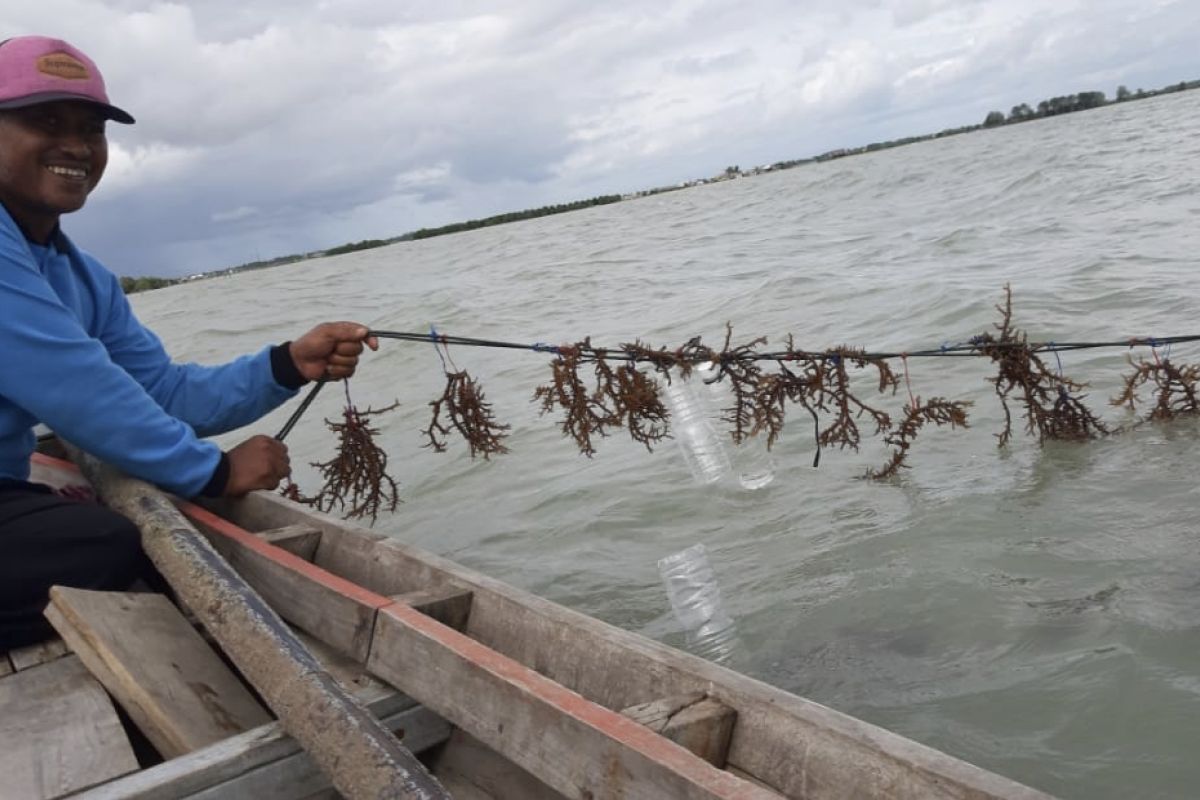 BKIPM Lampung upayakan perluasan pasar ekspor rumput laut